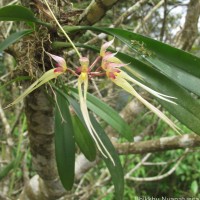 Bulbophyllum macraei (Lindl.) Rchb.f.